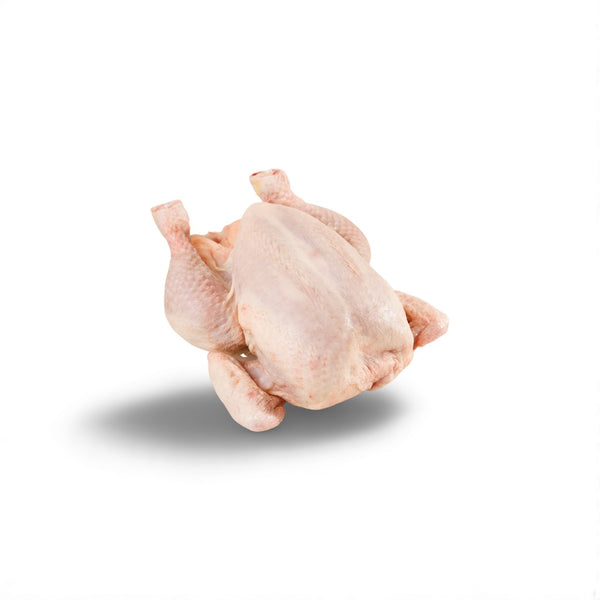 Breeder chicken